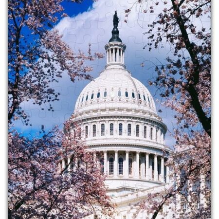 U.S. Capitol in Cherry Blossoms Jigsaw Puzzle